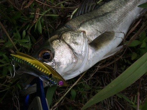 a3ng7v47p2479ydcigds_480_480-a83e9412.jpg