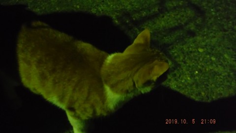 a3u936mr7hczgmudkg4g_480_480-31acbc82.jpg
