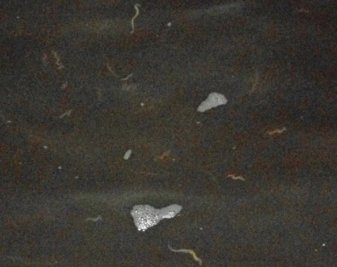 a4ofes3n6dxufbaeam25_480_480-8d1eeb08.jpg