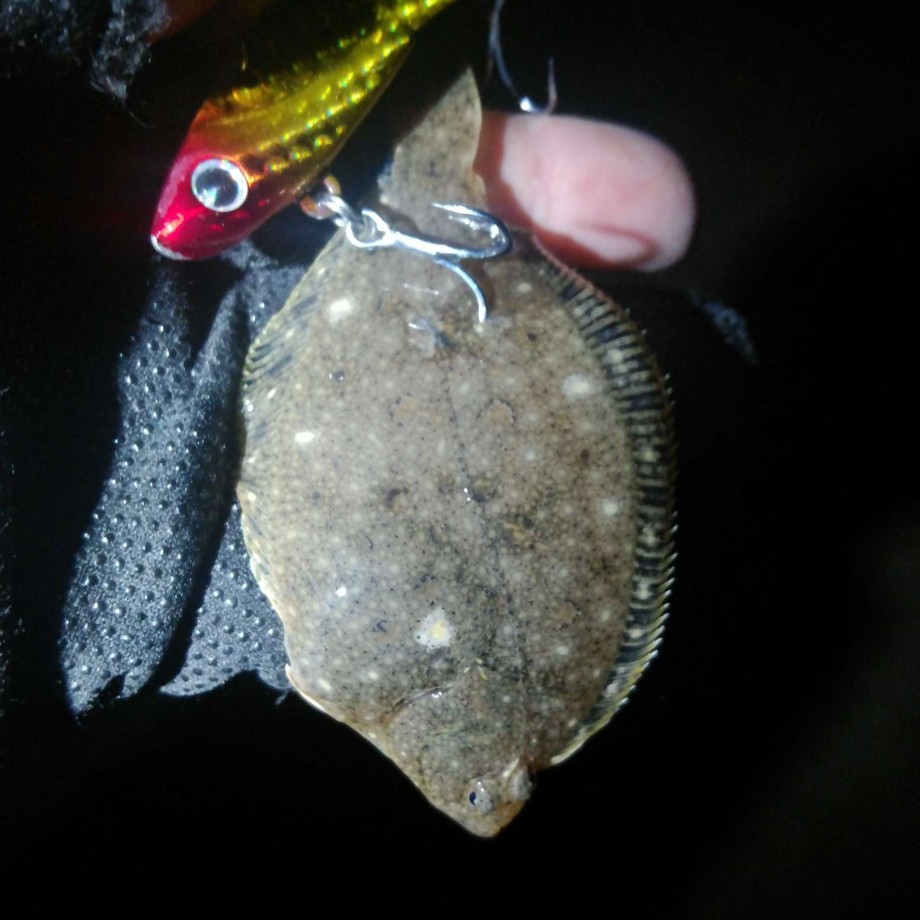 No Fishing No Life 彡魚が釣れないから入れ物をアレンジしました