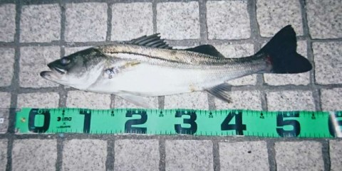 a582orca3am7gvjz8rse_480_480-3a08df9e.jpg