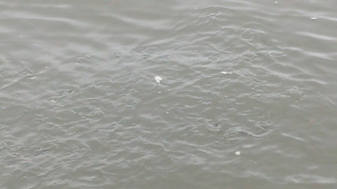 a5er2kjjomxvoocshzv7_480_480-95bc3051.jpg