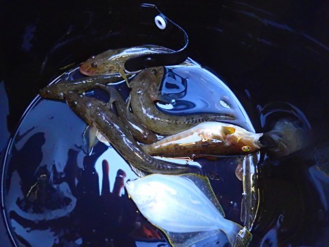 a73imy432vfdjr8dwt3d_480_480-b8f34378.jpg