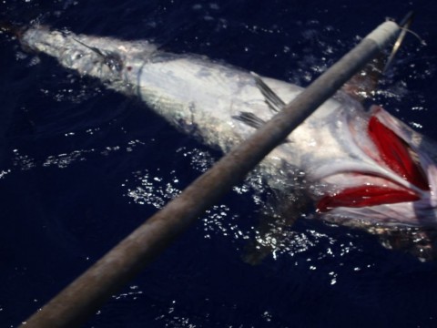 a79fa6c3hsx76tpa7csa_480_480-660ae961.jpg