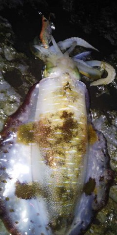 a79uuiyjrvwxdzhk7zet_480_480-b8414327.jpg