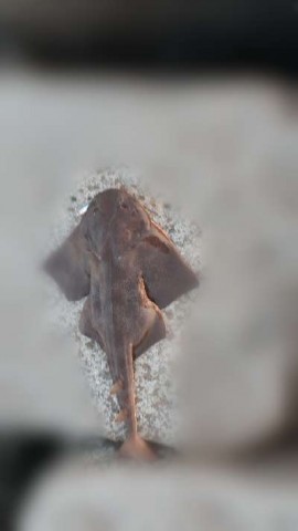 a85ifbyaf8rngjkius8i_480_480-a498573c.jpg