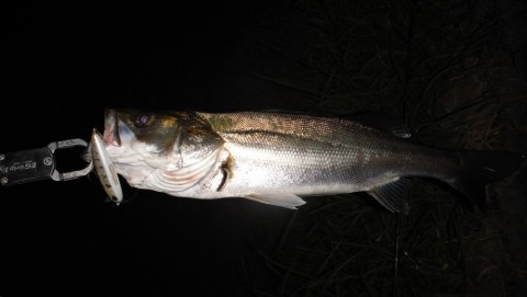 a8c3s9twrwrwottbmj3x_480_480-693ea560.jpg
