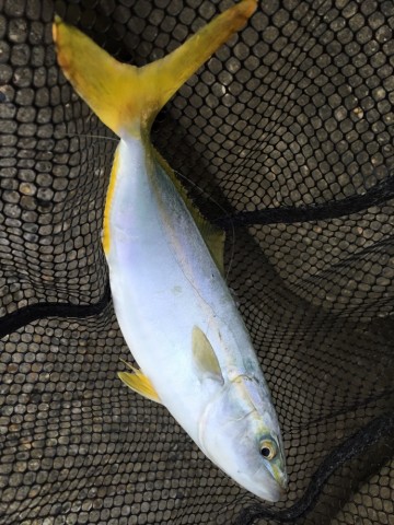 a8s89vtbguppyus7ubzc_690_920-d3c84774.jpg