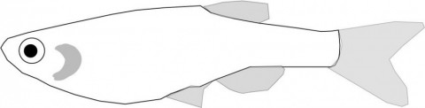 a8ueu2cj4jn7458ko867_480_122-d3c0f948.jpg