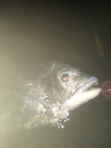 a8v2k5jpd8ww86xjus3d_690_920-5bf25621.jpg
