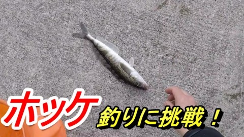 a9n4b23fa834gr2cy6zp_480_480-1436ce7f.jpg