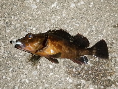 a9u9xour8vgh32f7m266_480_480-f85752cc.jpg
