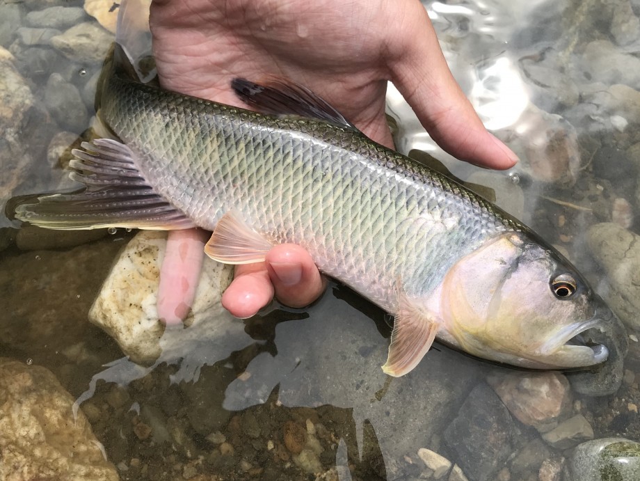 うめ の釣りlog 琵琶湖にケタバスを狙って