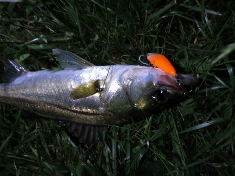 a9zkvvgxbes7jskkw3v5_480_480-bb7f274a.jpg