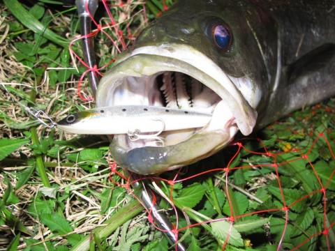 aKmjDdgVsZYJPXrMDfyJ_480_480-8f375036.jpg