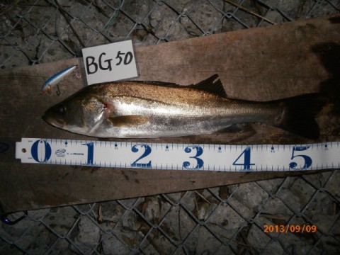 aa9jcxotto97n3axbj73_480_480-7cc099b6.jpg
