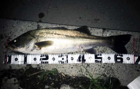 seabass01
