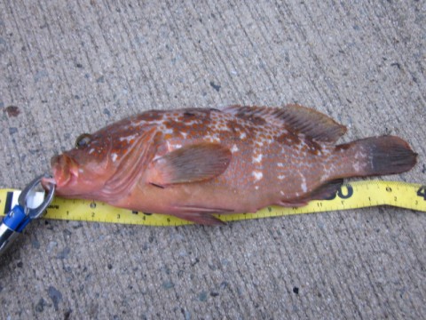 aabwcuus7kyxokxghphj_480_480-d48db08c.jpg
