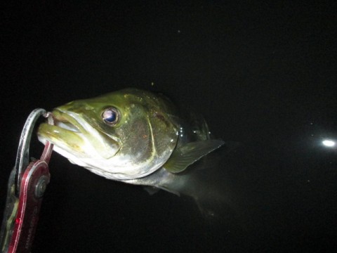 aagme575osmymhvwwxhy_480_480-567dd435.jpg
