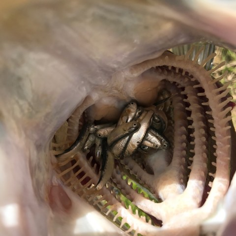 aao3sv8bf2wkobta4c62_920_920-49b4e7c0.jpg