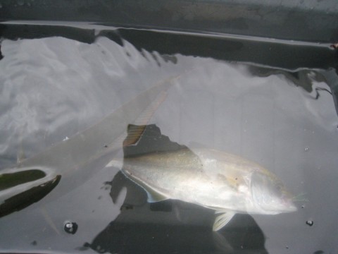 aasbpab2oga26oggoh27_480_480-c951a8e1.jpg