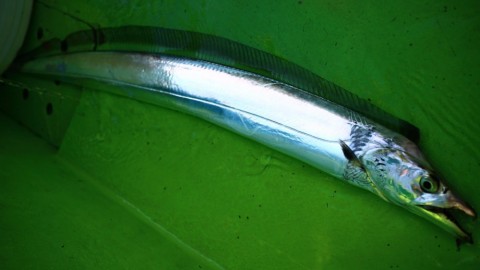 abehgt8b9aztndabhzfz_480_480-cba92f76.jpg