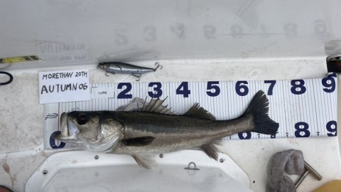 abp6fdagycmbsyggcx2j_480_270-4b522133.jpg