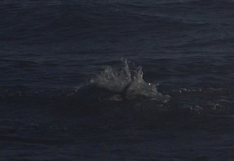 acusirdsyi6jo5uvatu7_480_480-24330c34.jpg