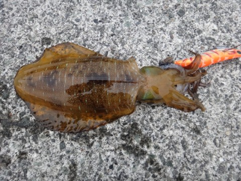 aczjc4gnyd9bttefpfta_480_480-b9d79857.jpg