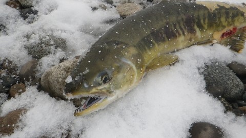 adew962peakcfssasyp7_480_480-2c588fa1.jpg