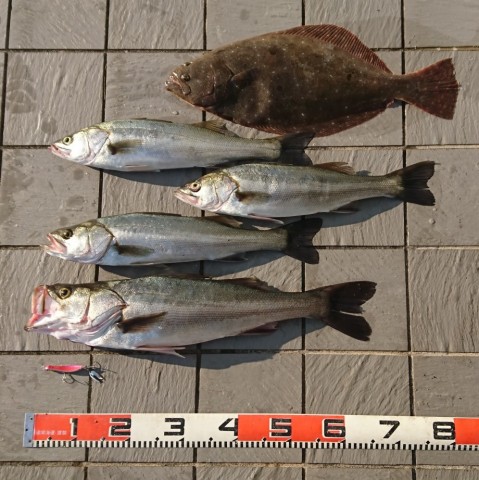 ae3z5rwgfobcvusd58x2_480_480-6527a275.jpg