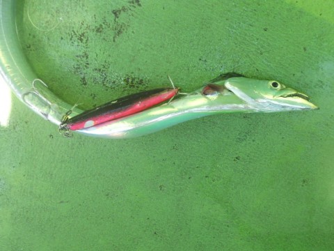 aeex745susdenr68pfa8_480_480-a020f753.jpg