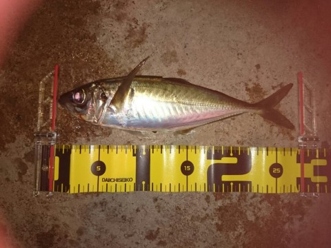 aef5bf7x2sojbtarmabs_920_690-d051dc01.jpg