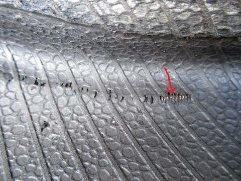 aekurejs8o3x2khbct77_480_480-751c8049.jpg