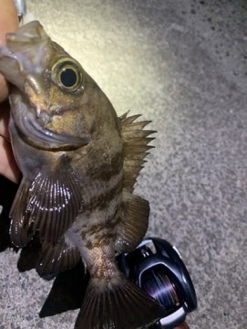 aet7zpufjsvt7nm7rwoj_361_480-2536af44.jpg