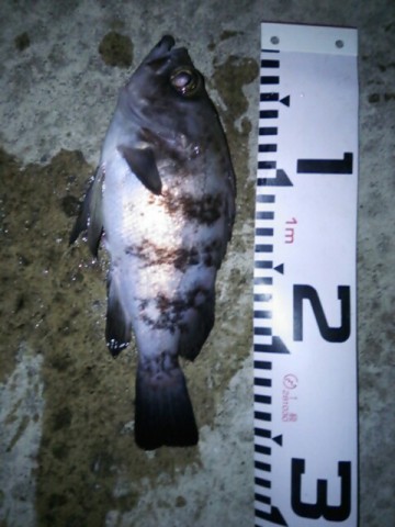 af9ko9s37mfv85jmibdo_480_640-ef4d1761.jpg