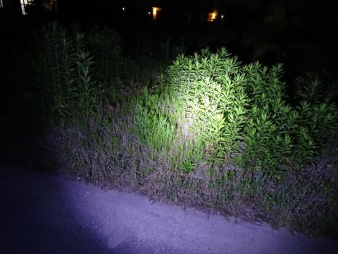 afadg9ykuhrungckx4kp_480_480-9a96acce.jpg