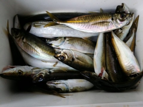 afnrkcidnfyykergb54m_480_480-b77214ab.jpg