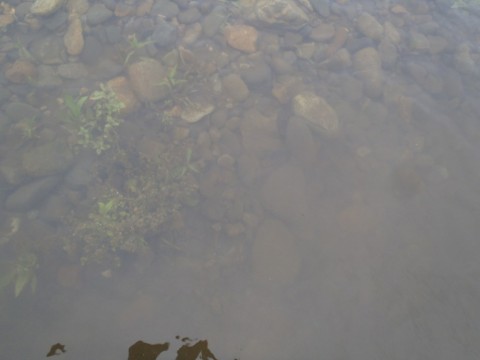 agac7zxz73msjdb57ut6_480_480-1d68ba78.jpg