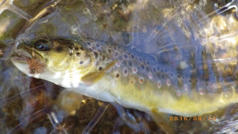 agobr6znpfotgao66ac2_480_480-7fa8ca4f.jpg