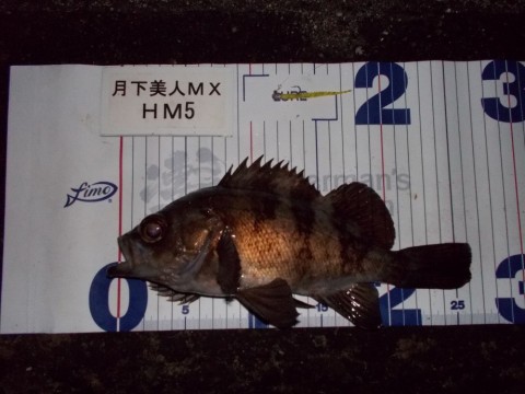 ahf5egezuy5f2t4b669h_480_480-d622e9ac.jpg