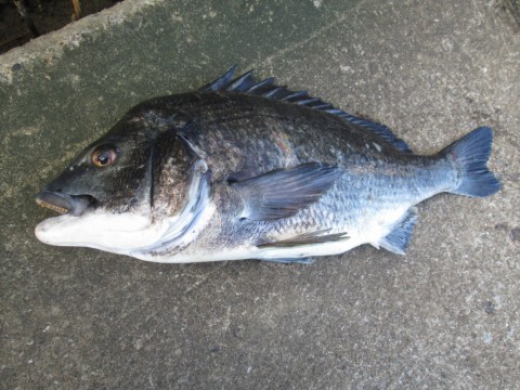 aiiuhuedi9mg5k7hifb3_480_480-49d05820.jpg