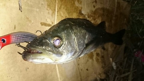 ajikygry6pgyh9i6em5t_920_518-b043eaf0.jpg
