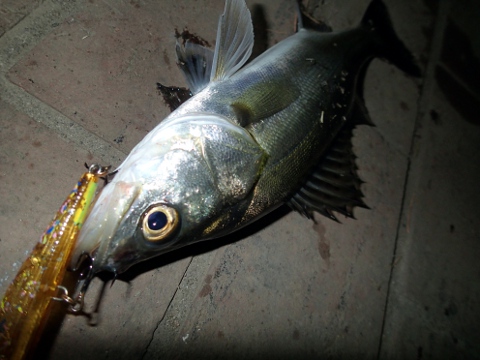 ajpsmyamo454o2k5m3p8-54207f46.jpg