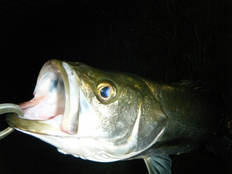 akeu8n4kwjxisoh9m9rv_480_480-3ec09e06.jpg
