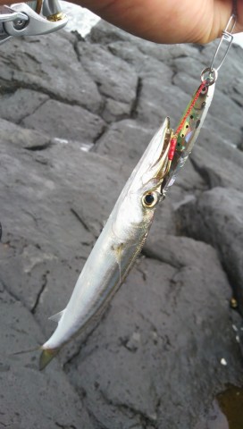 ankt4pe62fufijiogx87_480_480-41ad69c7.jpg