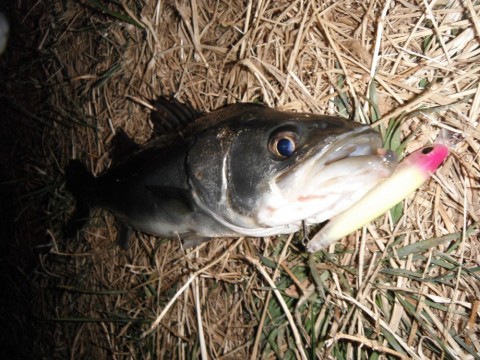 aoonyaww29gsfadhgzf9_480_480-ee64f3b5.jpg