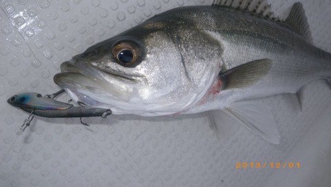 apakper6k8ik97r7fc4d_480_480-ba9ef5b8.jpg