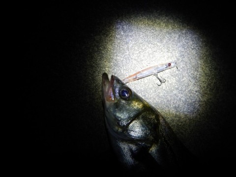 apovxfrswdcsgrx92fhh_480_480-2886ea92.jpg
