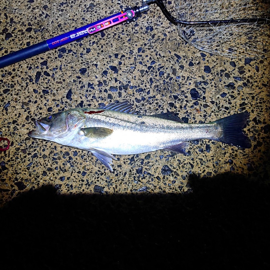 徒然なるままに 釣り編 ハタハタ